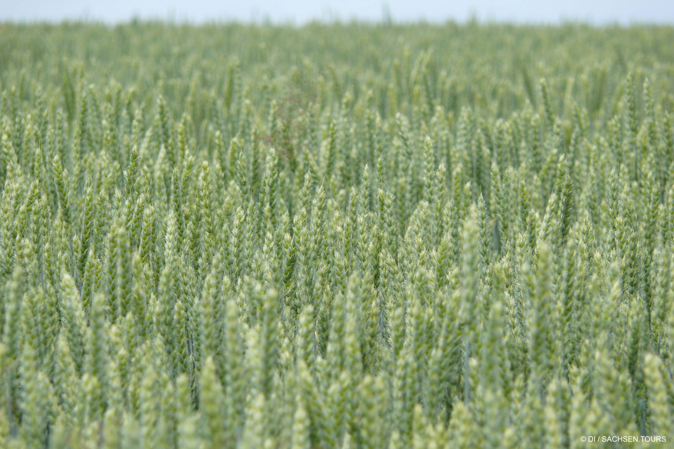 Ein dichtes Feld mit grünen Weizenpflanzen erstreckt sich in der Ferne, und die großen, unreifen Weizenköpfe stehen dicht an dicht unter einem blassen Himmel.